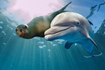 Zeehond en dolfijn
