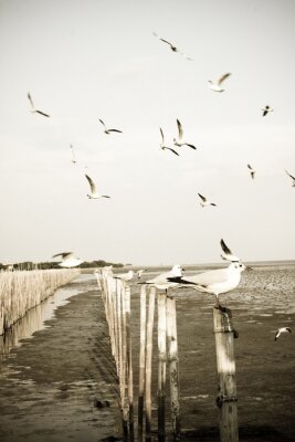 Fotobehang Zeemeeuwen bij de zee