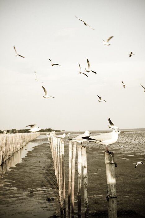 Fotobehang Zeemeeuwen bij de zee