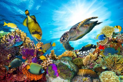 Zeeschildpadden en koraalrif
