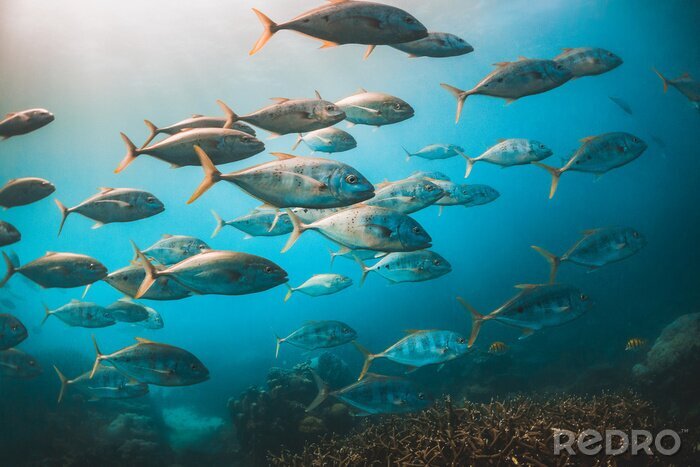 Fotobehang Zeevis in blauw water