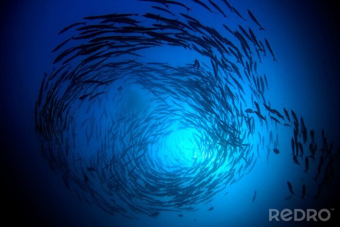 Fotobehang Zeevis in de stralen van de zon