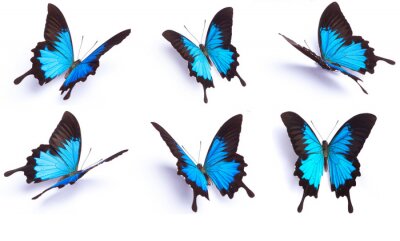 Zes blauwe vlinders met exotische vormen