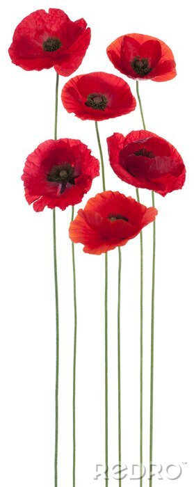 Fotobehang Zes bloemen op lange stelen