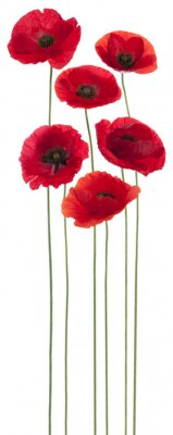 Sticker Zes bloemen op lange stelen