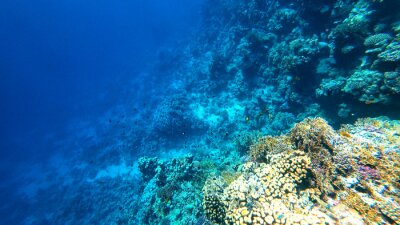 Fotobehang Zicht op een koraalrif