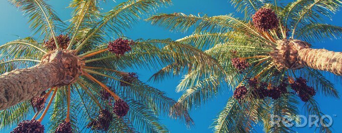 Fotobehang Zicht op palmbomen langs onder