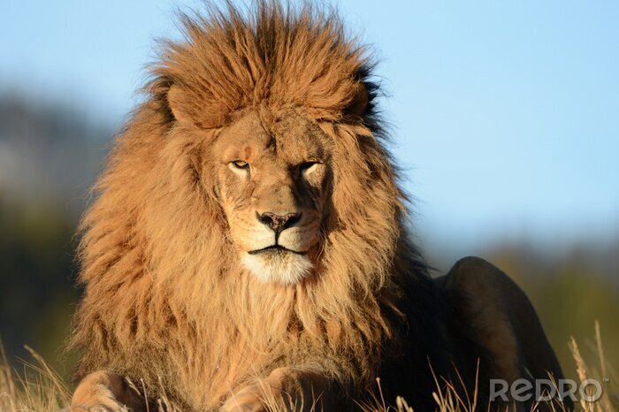 Fotobehang Zittende leeuw met gegolfde manen