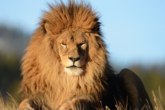 Fotobehang Zittende leeuw met gegolfde manen