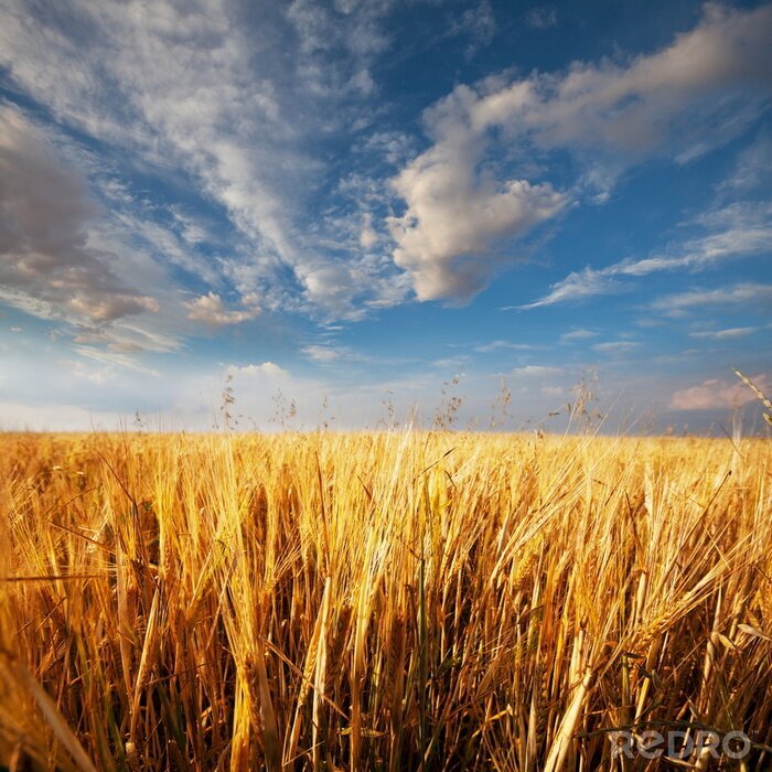 Fotobehang Zomer natuur