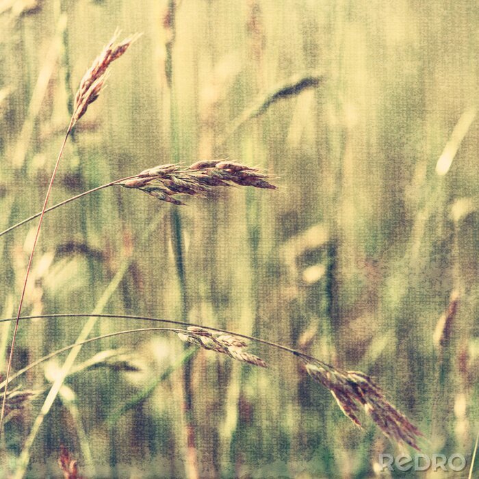 Fotobehang Zomer natuur op de textuur