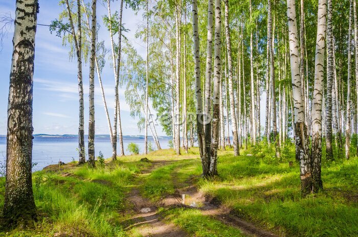 Fotobehang Zomerberkenbos aan de rivier