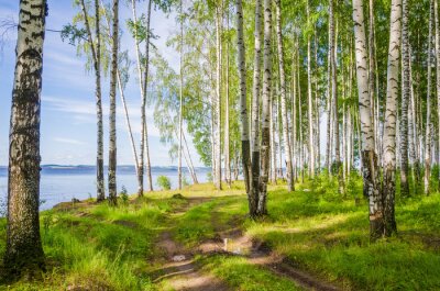 Fotobehang Zomerberkenbos aan de rivier