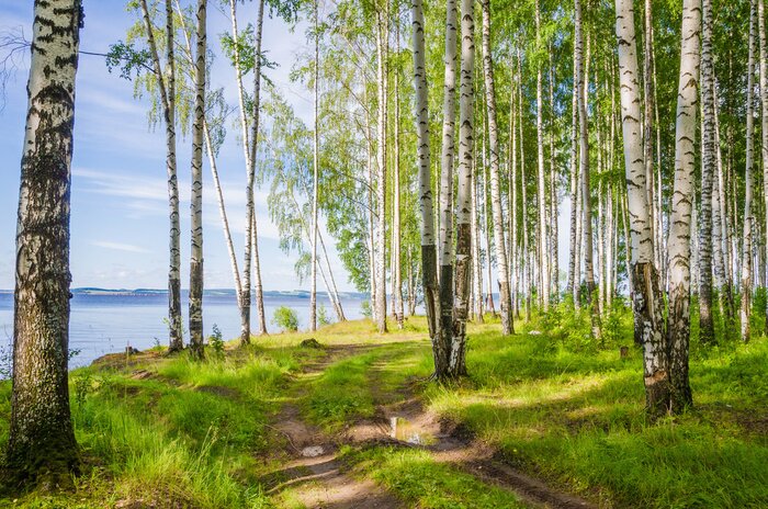 Fotobehang Zomerberkenbos aan de rivier