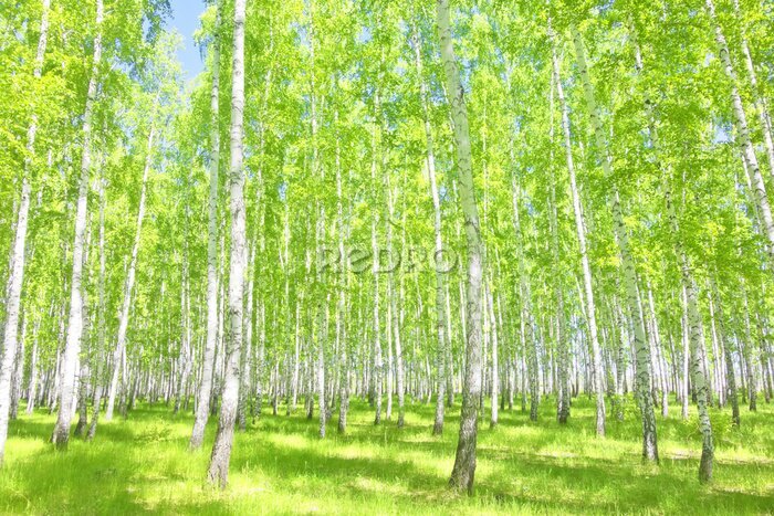 Fotobehang Zomerberkenbos in de zon
