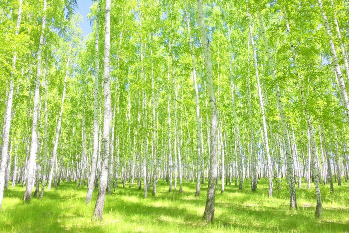 Fotobehang Zomerberkenbos in de zon