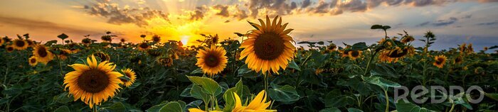 Fotobehang Zomerlandschap met een veld van zonnebloemen