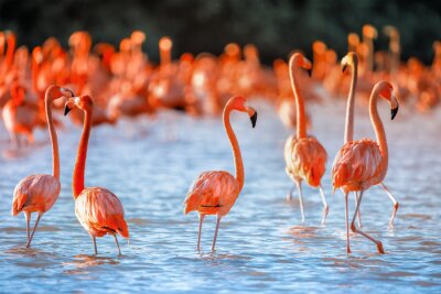 Fotobehang Zomerlandschap met flamingo's