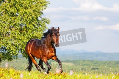 Fotobehang Zomerpanorama met een rennend paard