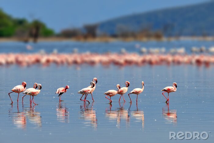 Fotobehang Zomerpanorama met roze vogels