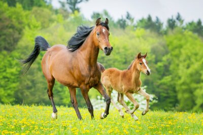 Fotobehang Zomers landschap met paarden