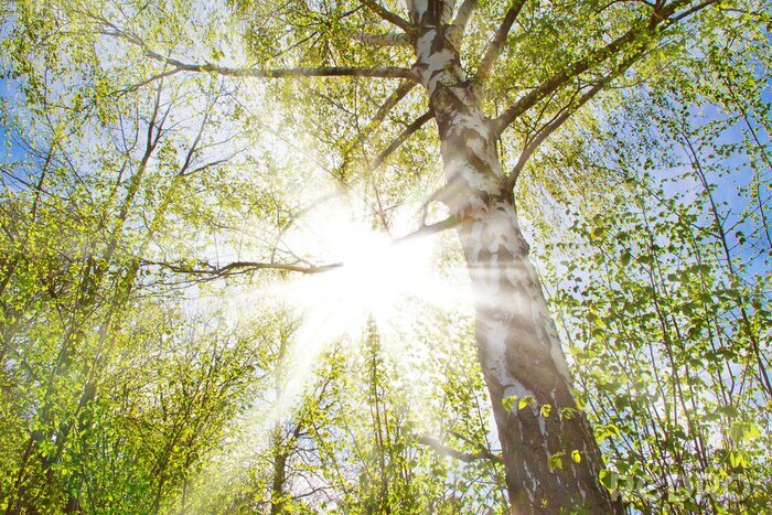 Fotobehang Zon en berken