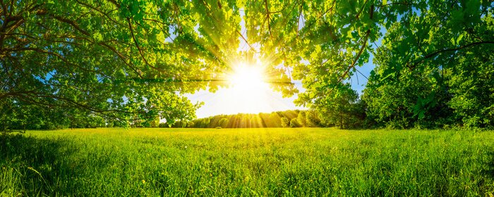 Fotobehang Zon en een weide