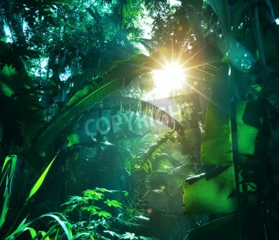 Fotobehang Zon in de jungle