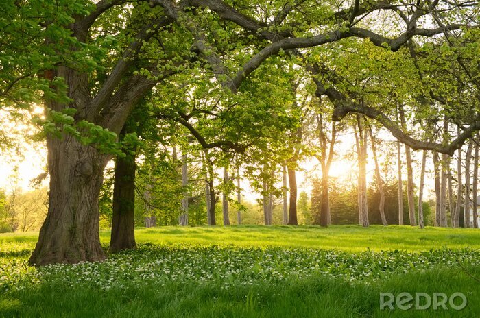 Fotobehang Zonlicht in het groene bos lente