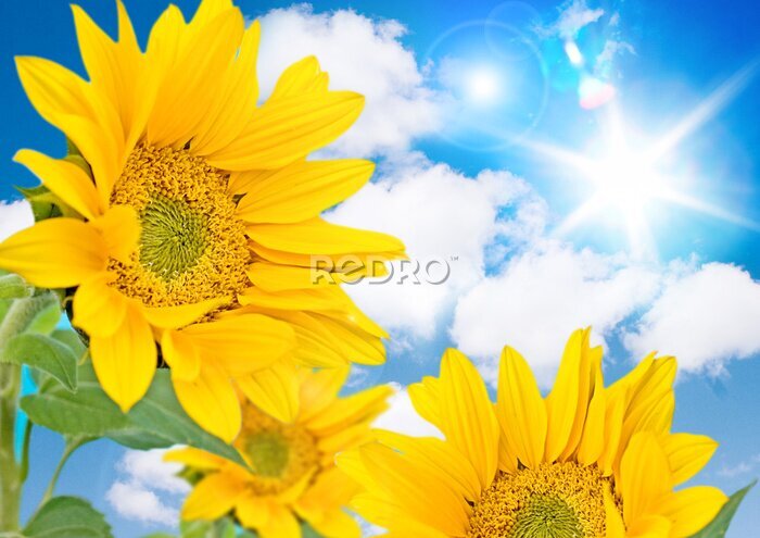 Fotobehang zonnebloemen