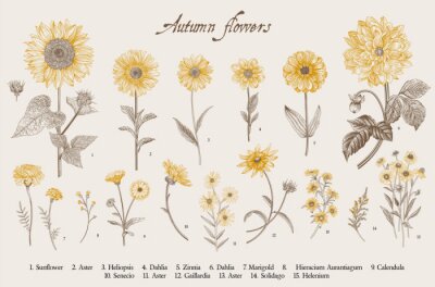 Zonnebloemen en andere gele bloemen tekenen