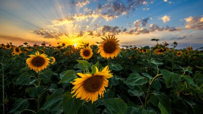 Zonnebloemen en zonsondergang