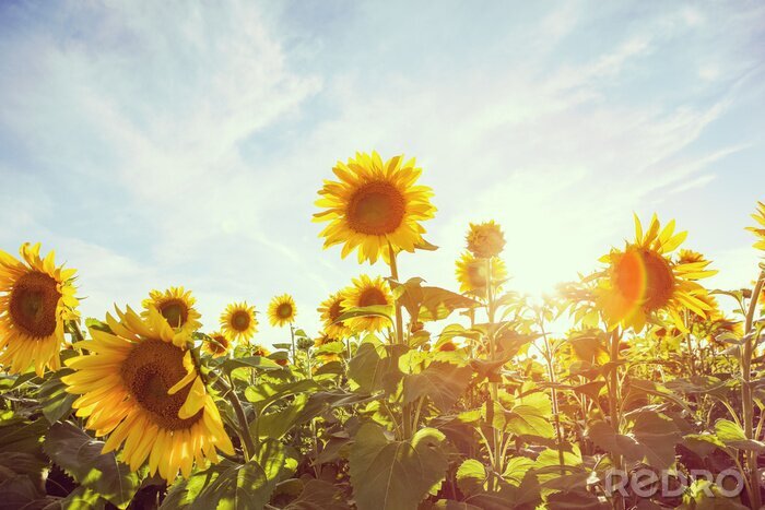 Fotobehang Zonnebloemen lucht op een zonnige dag