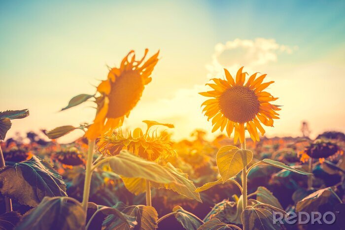 Fotobehang Zonnebloemen op een achtergrond van zon