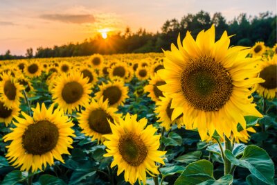 Fotobehang Zonnebloemen veld en ondergaande zon