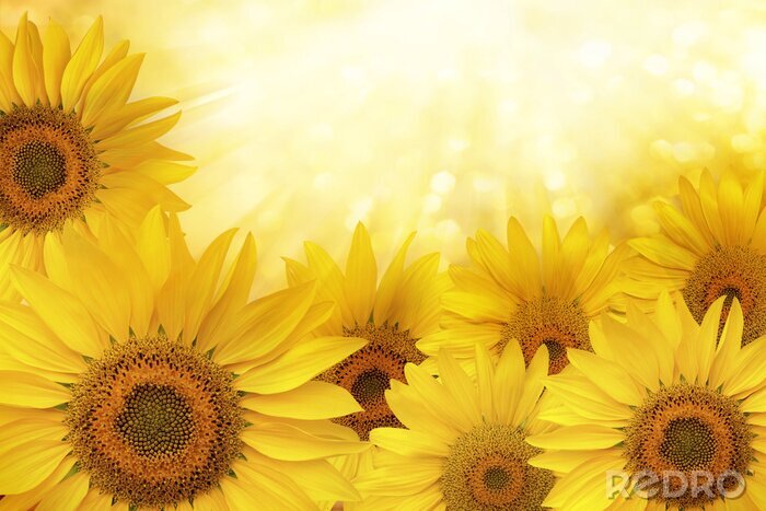 Fotobehang Zonnebloemen verlicht door de zon