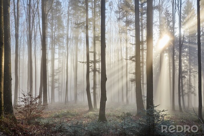 Fotobehang Zonnestralen die het mistige bos binnendringen