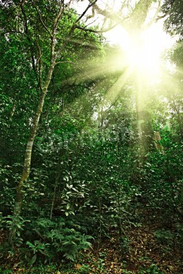 Fotobehang Zonnestralen in de oerwoud