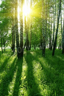 Fotobehang Zonnestralen in een berkenbos