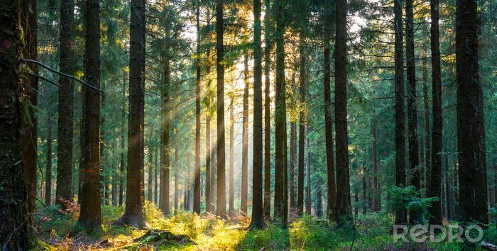 Fotobehang Zonnestralen in een rustig lentebos