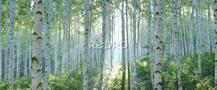 Fotobehang Zonnestralen in het berkenbos