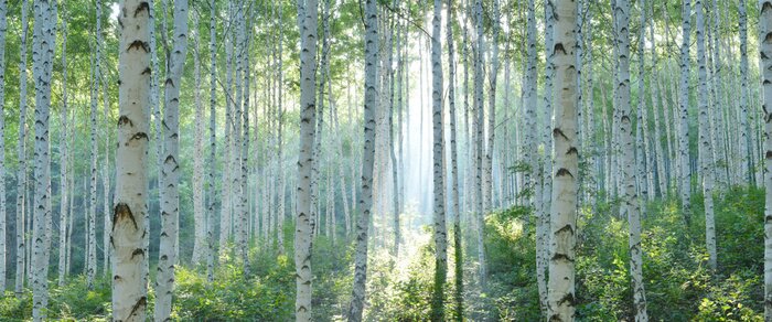Fotobehang Zonnestralen in het berkenbos