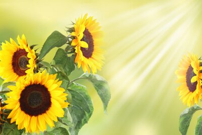 Fotobehang Zonnestralen op zonnebloemen