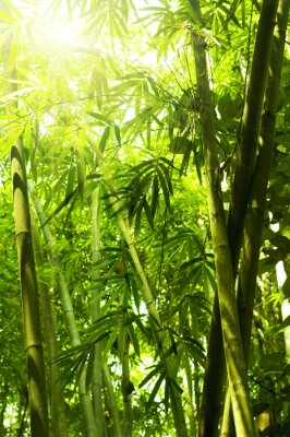 Zonnig bamboebos
