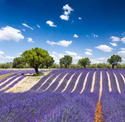 Zonnig uitzicht met lavendel