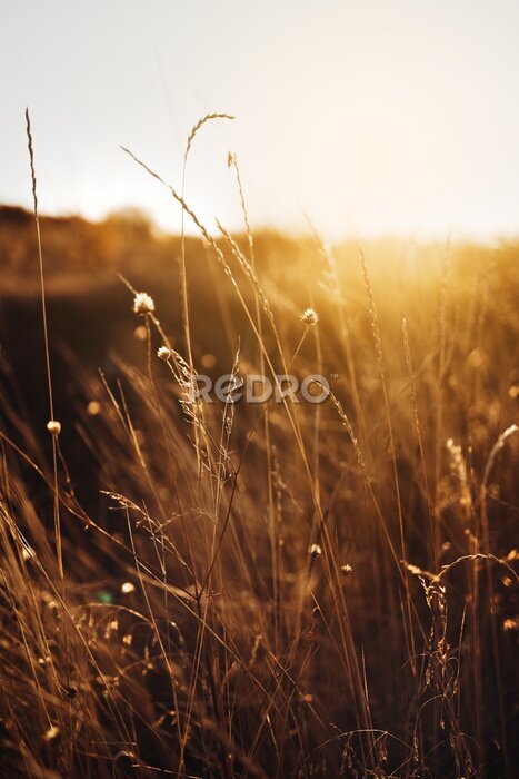 Fotobehang Zonnige avond op de open plek