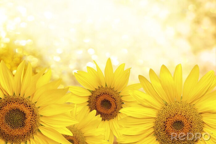 Fotobehang Zonnige gele zonnebloemen