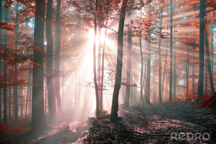 Fotobehang Zonnige herfst in het bos