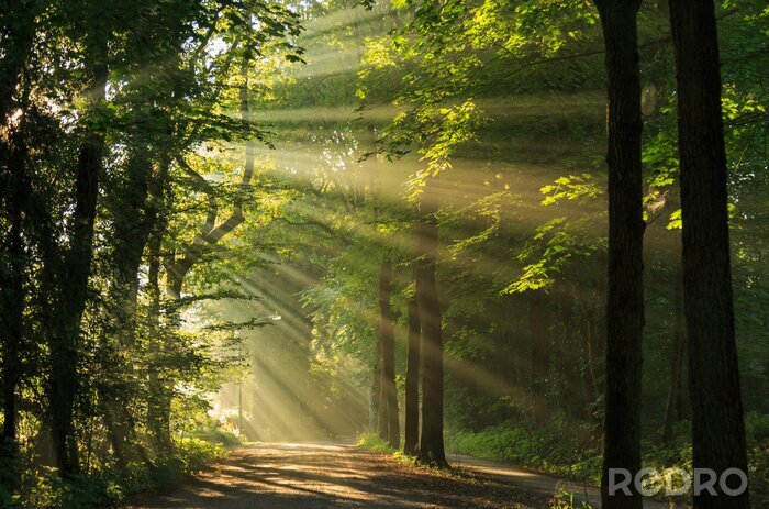 Fotobehang Zonnige ochtend in een groen boslandschap
