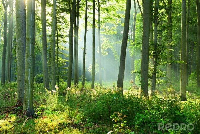 Fotobehang Zonnige ochtend in het bos